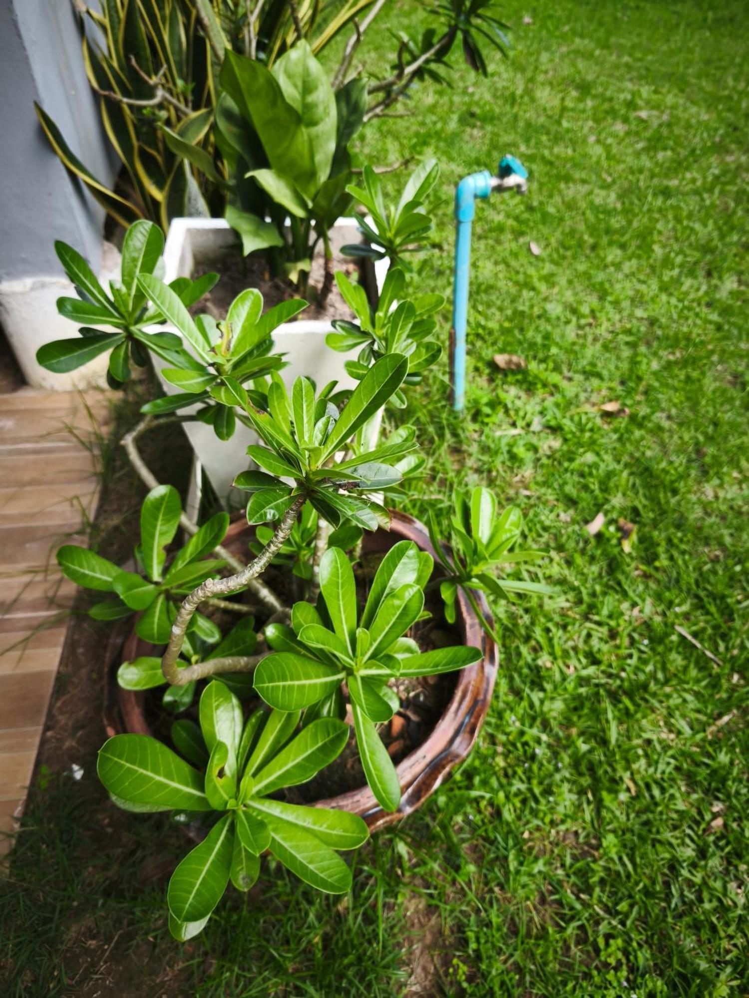 The Secret Garden Homestay Koh Yao Yai เกาะยาวใหญ่ ภายนอก รูปภาพ