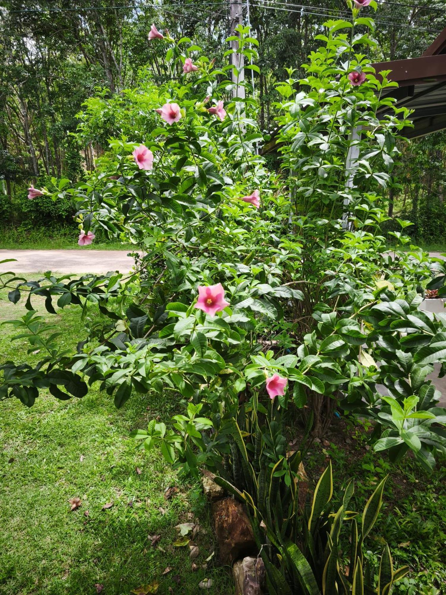 The Secret Garden Homestay Koh Yao Yai เกาะยาวใหญ่ ภายนอก รูปภาพ